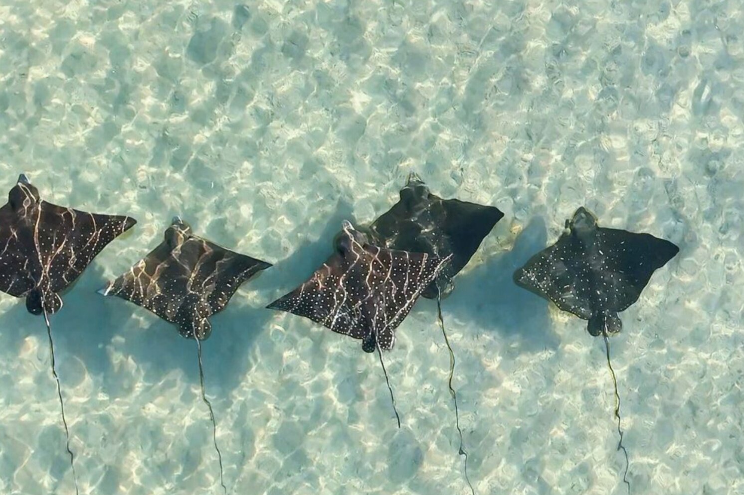 Eagle rays gliding through clear water