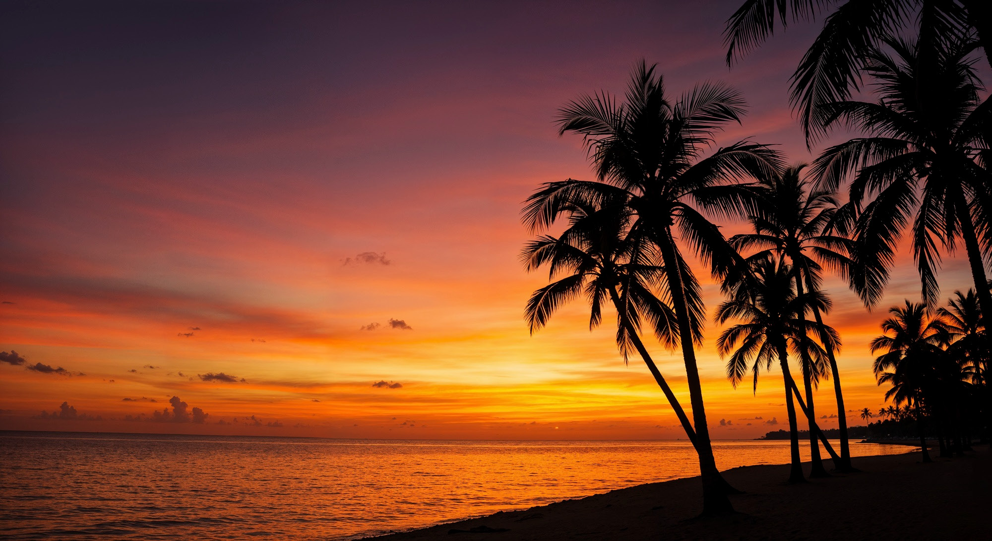 Orange sunset behind palm silhouettes